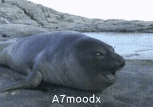 A7moodx Seal GIF - A7moodx Seal Cute GIFs