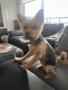 a small dog wearing a red collar is sitting on a black couch