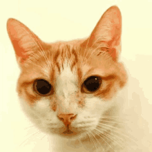 Cat Silly GIF - Cat Silly GIFs