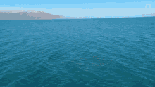 Whale Jump Jumping Out Of The Water GIF - Whale Jump Jumping Out Of The Water Spring GIFs