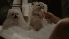 two small white dogs in a bathtub with a person holding a glass of wine