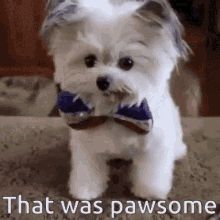 Puppy High Five GIF - Puppy High Five That Was GIFs