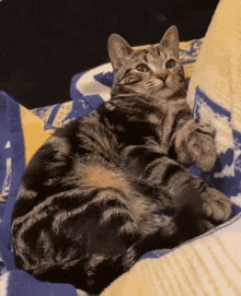 Cat Squish Cat GIF - Cat Squish Cat Squishy GIFs