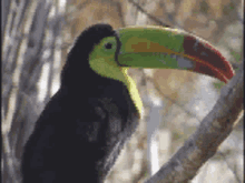 Toucan Beak GIF - Toucan Beak Talk GIFs
