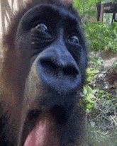 Monkey Monkey Omg GIF - Monkey Monkey Omg GIFs