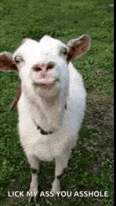 a white goat is standing in the grass with the words lick my ass you asshole written below it .