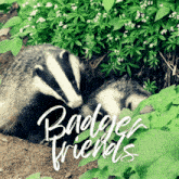Badger Campo Badger Friends GIF