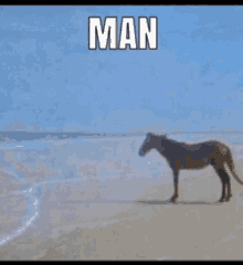 Man Horse GIF - Man Horse Meme GIFs