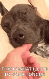 a dog is licking a person 's finger and the caption says this is what ill do to your tongue
