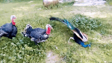 peacock fight