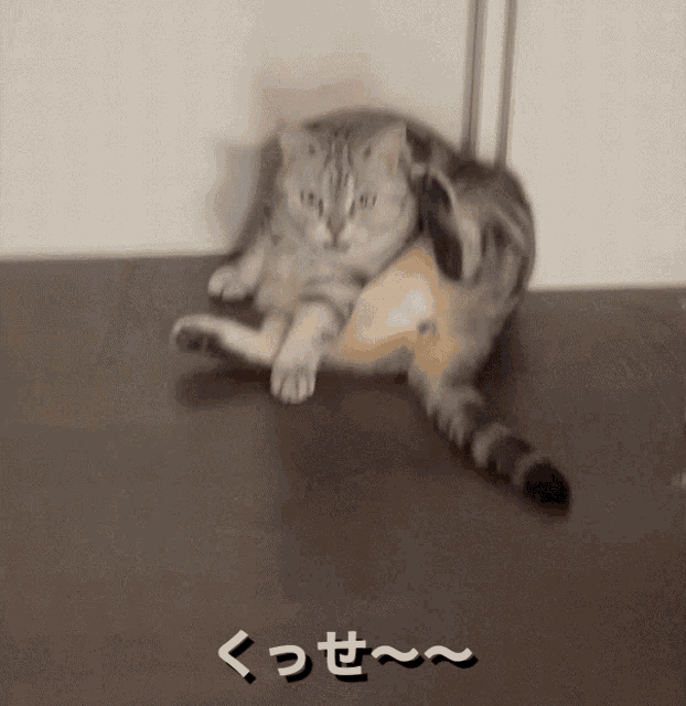 けつくさ ネコケツ GIF - けつくさ ネコケツ フレーメン反応 - Discover & Share GIFs, 画像サイズ:622x640