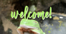 Welcome Frog GIF