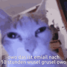Cat Tired GIF - Cat Tired Eyes GIFs