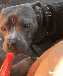 a close up of a dog chewing on a toy .