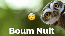 Owl Boum Nuit GIF - Owl Boum Nuit راء GIFs
