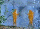 two goldfish are dancing in a tank with the words hi-fi written on the bottom