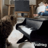 Cat Playing Piano Viralhog GIF - Cat Playing Piano Viralhog Feline Pianist GIFs