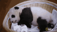 Sleepy Nat Geo Wild GIF - Sleepy Nat Geo Wild National Panda Day GIFs