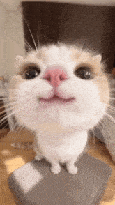 a close up of a cat 's face with a pink nose .