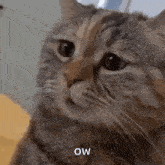 a close up of a cat 's face with the words ` ` ow ` ` written below it .