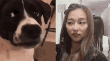 Concerned Dog Dog GIF - Concerned Dog Dog Funny GIFs