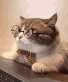 Angry Cat GIF - Angry Cat Dog GIFs
