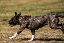 a brown and white dog running in a field