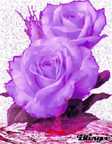 rose sparkle flowers purple rose violet rose