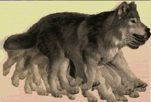 Wolf_running GIF - Wolf_running GIFs