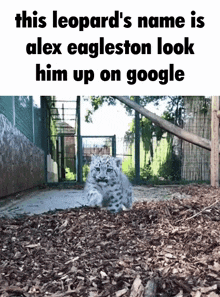 Leopard His Name Is GIF - Leopard His Name Is Alex Eagleston GIFs