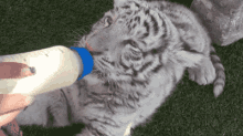 bottle feed white tiger suck milk