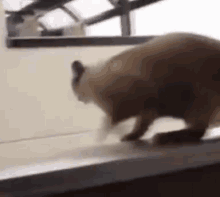 To Infinity Anddddddd Ouch. GIF - Cat Jump Fail GIFs