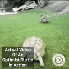 Optimist Optimist International GIF - Optimist Optimist International Optimist Turtle GIFs