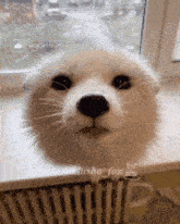 a white furry animal is sitting on a window sill with the words made with pika above it