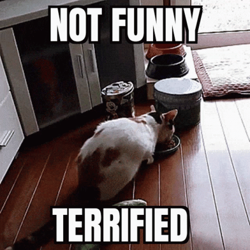 Terrified Not Funny GIF - Terrified Not Funny Not Funny Terrified -  Discover & Share GIFs