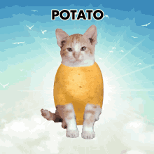 Potato Cat Potato GIF - Potato Cat Potato Cat GIFs