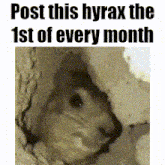 a picture of a squirrel with the words post this hyrax the 1st of every month