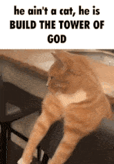 Build The Tower Of God Cat Meme GIF - Build The Tower Of God Cat Meme Mewing Cat GIFs
