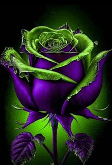 a purple rose with green leaves is against a black background