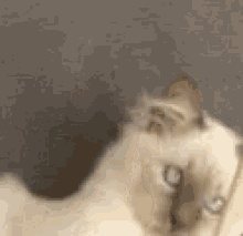 Louiscat Funny GIF - Louiscat Cat Funny GIFs