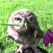 Owl Owl Flowers GIF - Owl Owl Flowers Owl Cute GIFs