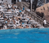a crowd of people are watching a dolphin show in a pool