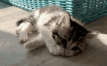 Kitten Shadow GIF - Kitten Shadow Cute GIFs