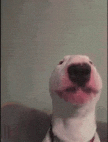 Walter Dog GIF - Walter Dog Walter Dog - Discover & Share GIFs