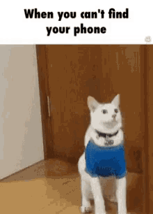 lost phone cant find your phone faint cat