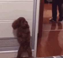 This Rexx Dog Hiding While Looking At Wall GIF