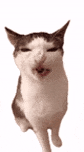 Memecat GIF - Memecat Cat GIFs
