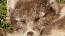 Sleepy Arctic Fox GIF