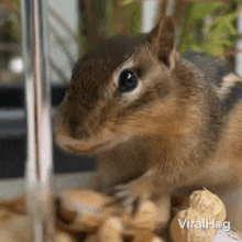 Squirrel Eating Viralhog GIF - Squirrel Eating Squirrel Viralhog GIFs