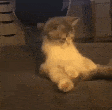 a cat is laying on its back on the floor in a room .